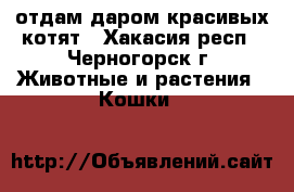 отдам даром красивых котят - Хакасия респ., Черногорск г. Животные и растения » Кошки   